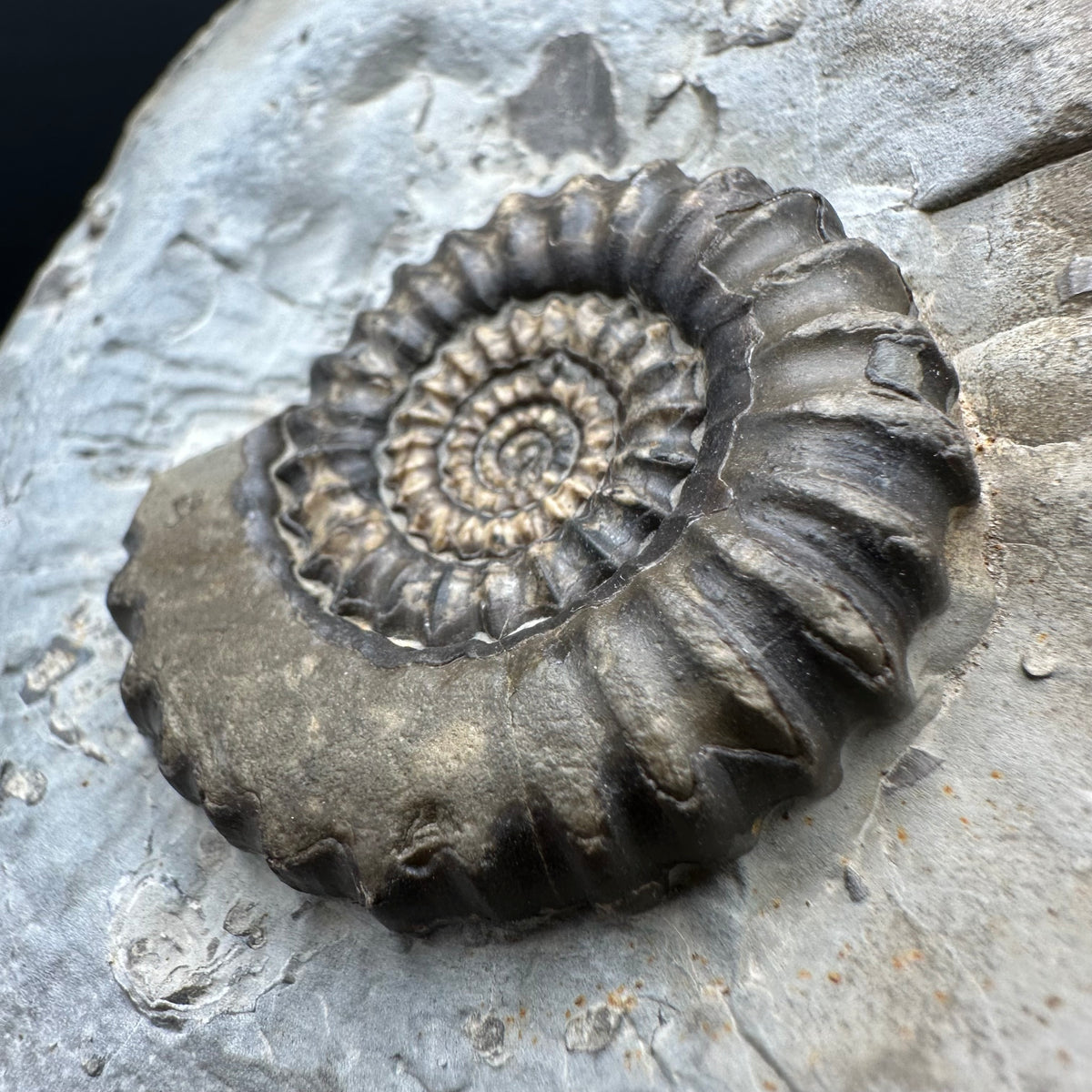 Gagaticeras Ammonite fossil with box and stand - Whitby, North Yorkshire Jurassic Coast Yorkshire Fossils