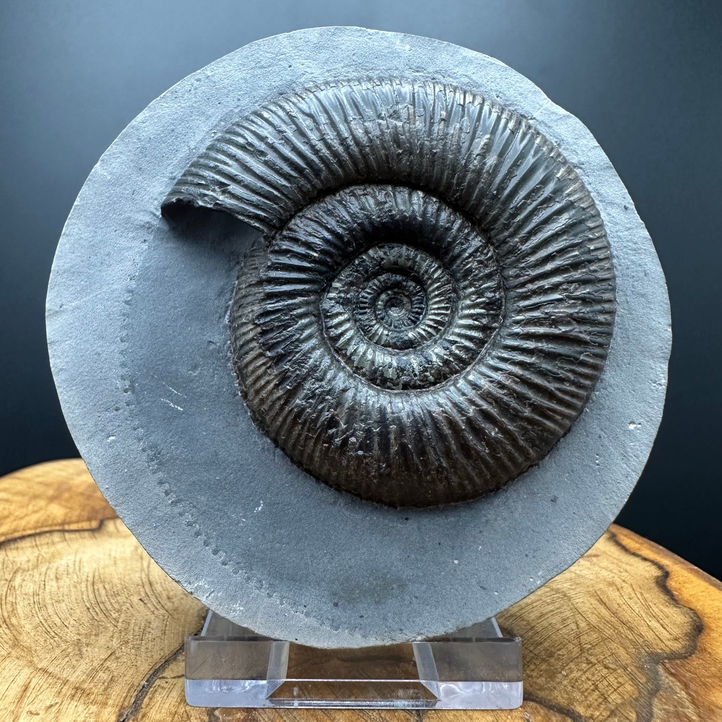 Dactylioceras semicelatum Ammonite fossil with stand - Whitby, North Yorkshire Jurassic Coast Yorkshire Fossils