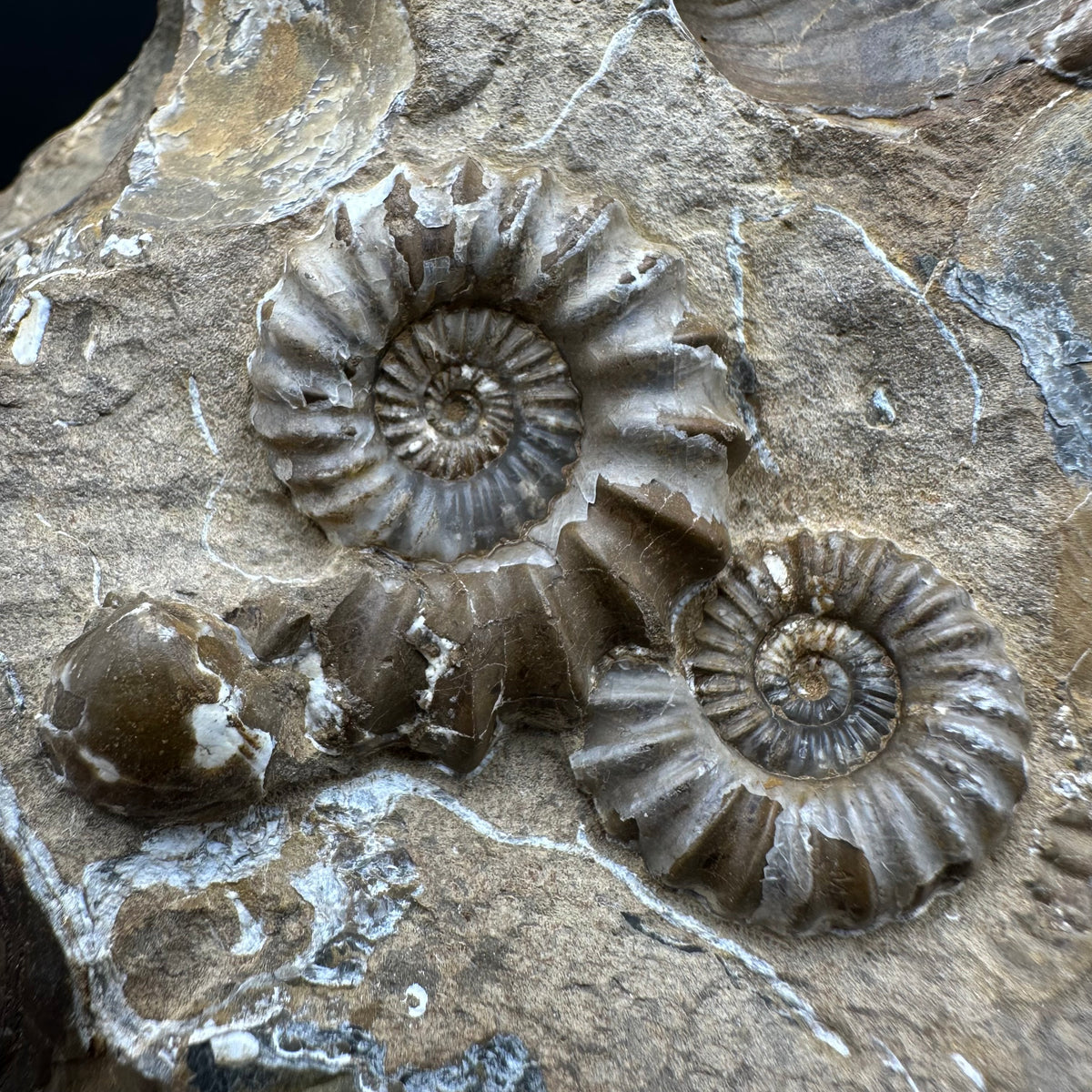 Androgynoceras capricornus Ammonite Fossil With Stand - Whitby, North Yorkshire Jurassic Coast Yorkshire Fossils