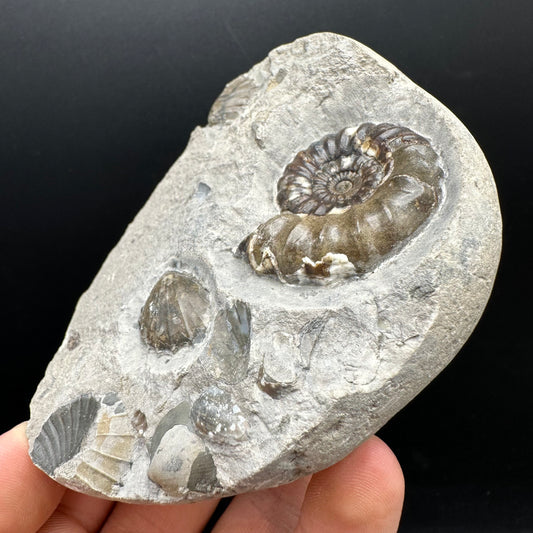 Androgynoceras maculatum ammonite fossil with stand - Whitby, North Yorkshire Jurassic Coast Yorkshire Fossils