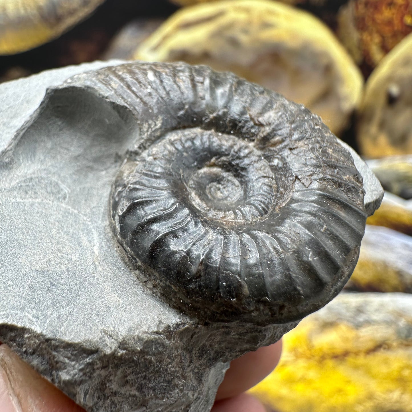 Grammoceras thoaurense ammonite shell fossil - Whitby, North Yorkshire