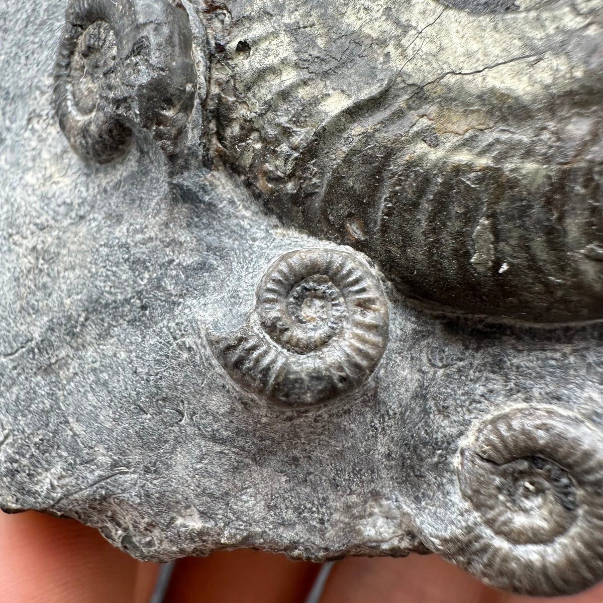 Harpoceras Sp. Ammonite fossil with stand - Whitby, North Yorkshire Jurassic Coast Yorkshire Fossils