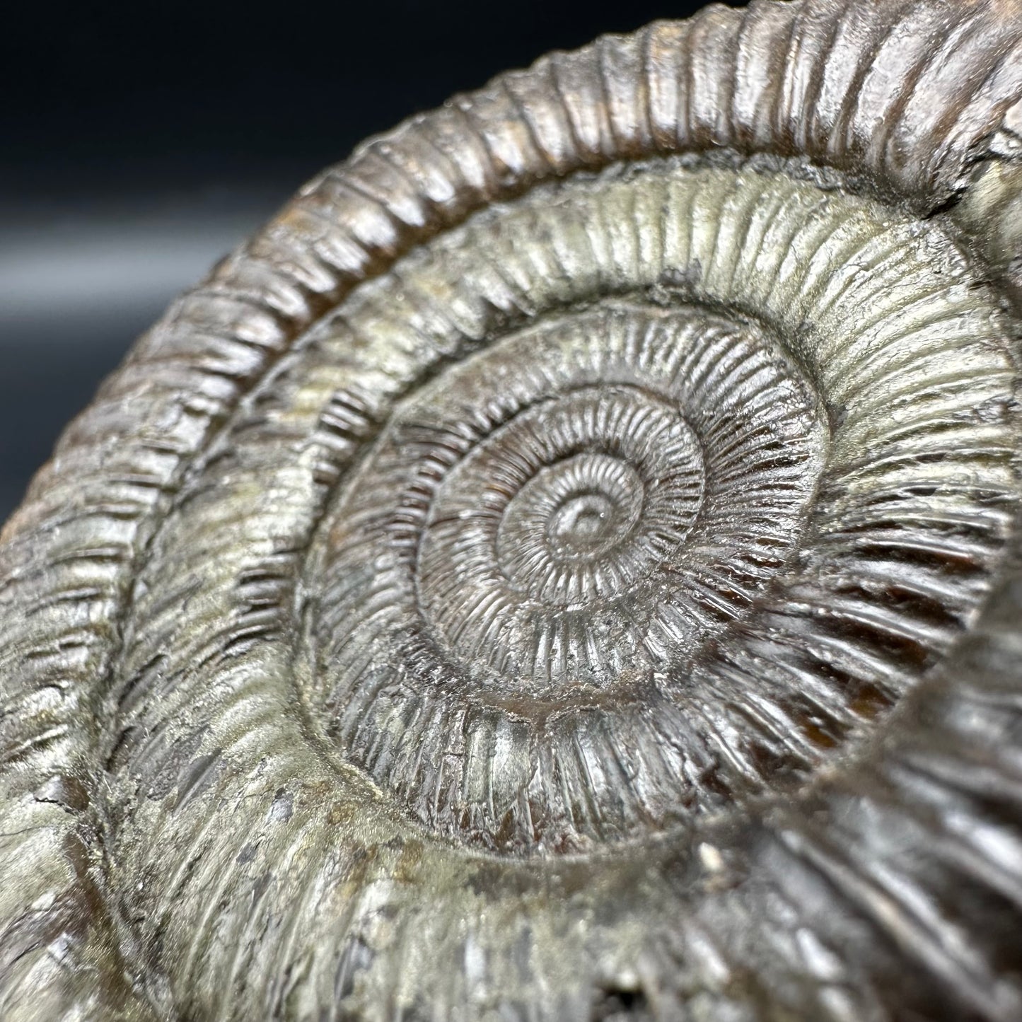 Dactylioceras Ammonite Fossil With Box And Stand - Whitby, North Yorkshire Jurassic Coast Yorkshire Fossils