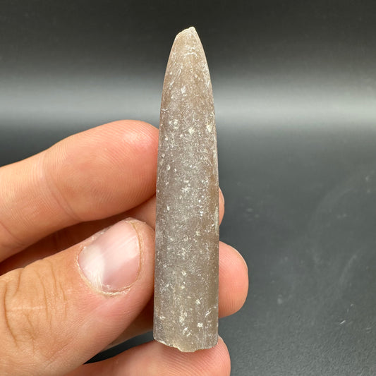 Belemnite (Fossil Squid) shell fossil - Whitby, North Yorkshire Jurassic Coast Yorkshire Fossils