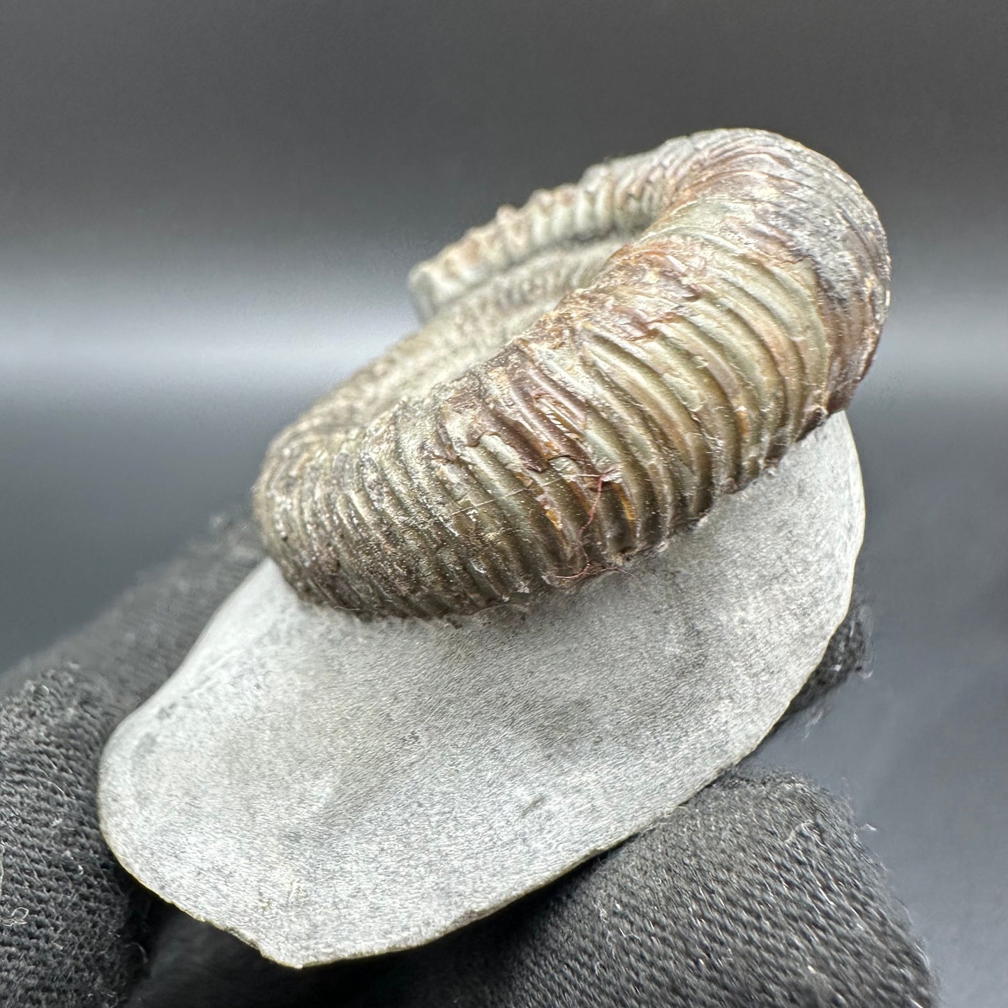 Dactylioceras Ammonite Fossil With Box And Stand - Whitby, North Yorkshire Jurassic Coast Yorkshire Fossils