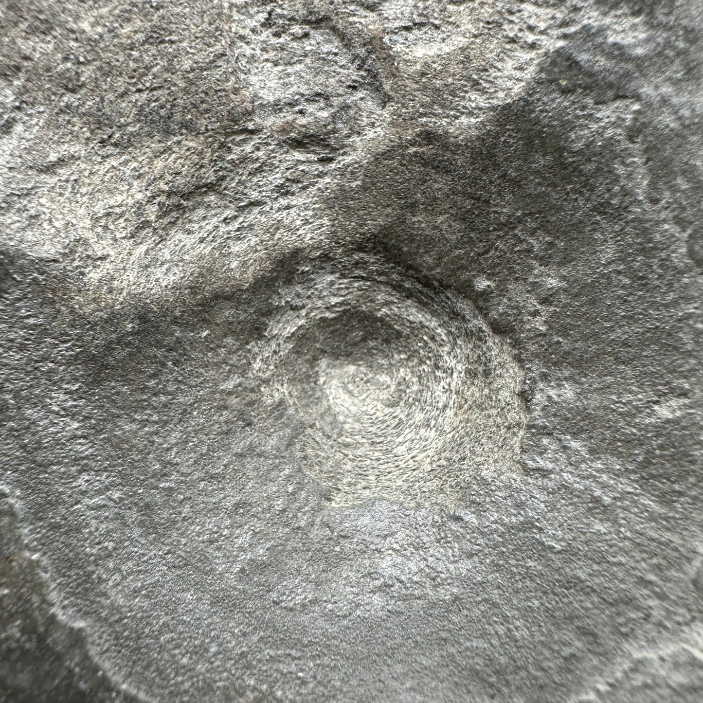 Ichthyosaur Vertebra fossil with box and stand - Whitby, North Yorkshire Jurassic Coast, Yorkshire fossils found on the Jurassic Coast