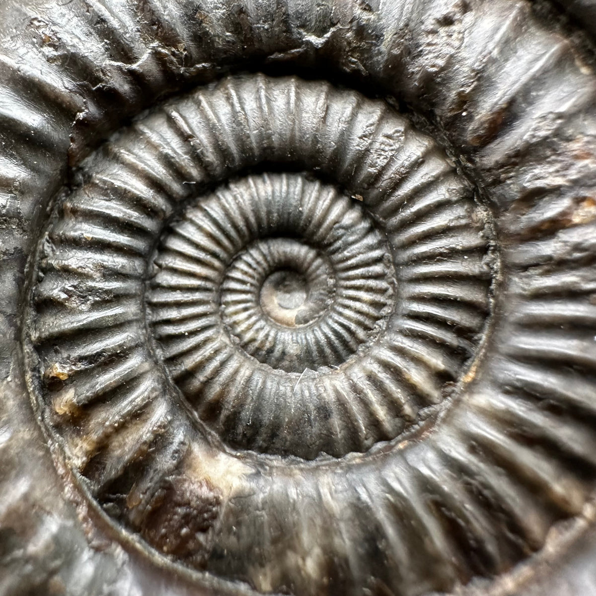 Dactylioceras Ammonite Fossil With box and Stand - Whitby, North Yorkshire Jurassic Coast Yorkshire Fossils