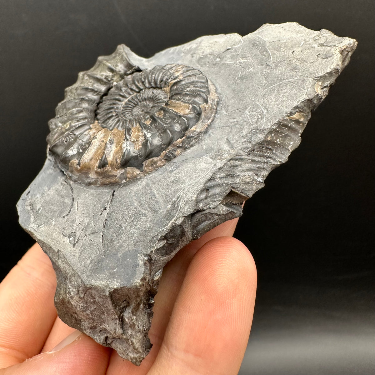 Pleuroceras hawskerense / Amauroceras Ammonite fossil with box and stand - Whitby, North Yorkshire Jurassic Coast, Yorkshire fossils