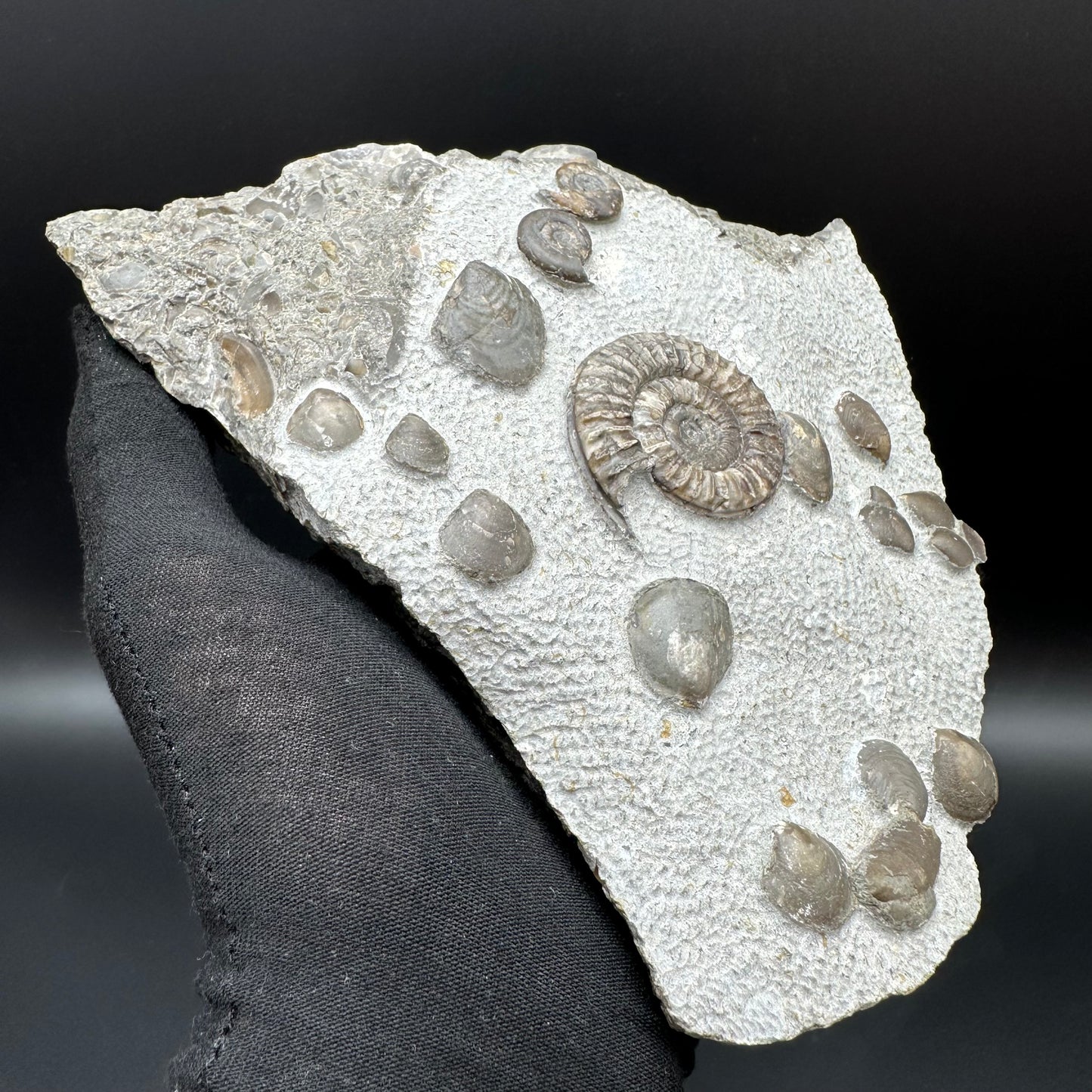 Arnioceras ammonite shell fossil with stand - Whitby, North Yorkshire Jurassic Coast Yorkshire Fossils