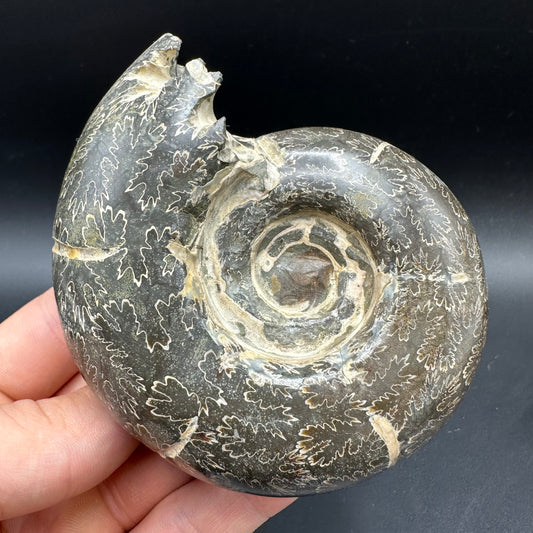 Puzosia Ammonite Fossil With Box And Stand - Cretaceous Ammonite Madagascar