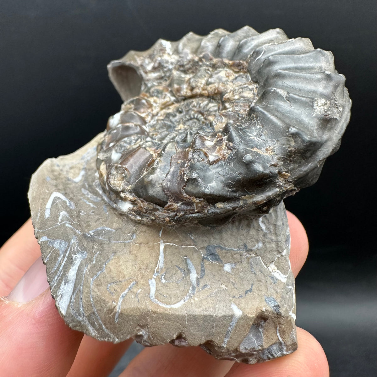 Pleuroceras paucicostatum ammonite fossil with box and stand - Whitby, North Yorkshire Jurassic Coast Yorkshire Fossils