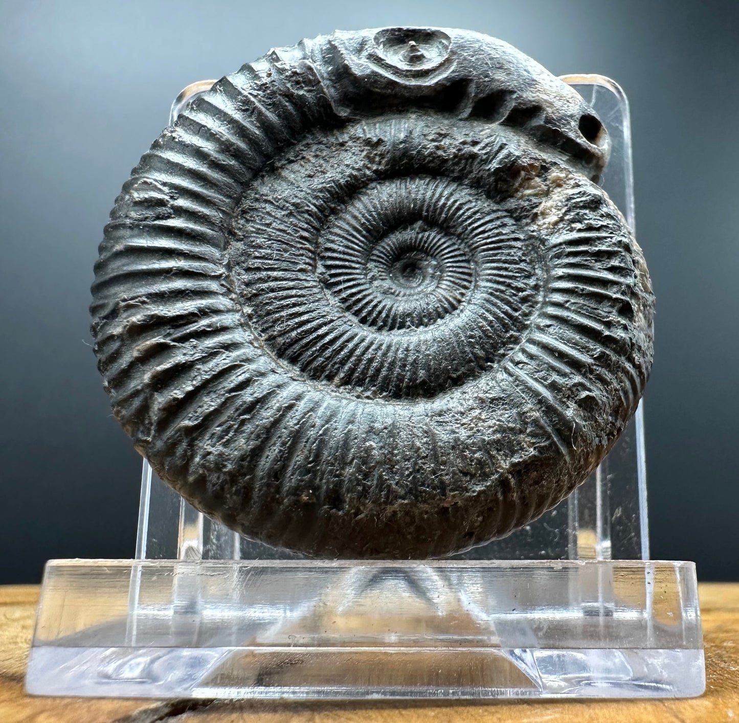 Snakestone Ammonite Fossil With Bag/Box And Stand - Whitby, North Yorkshire Jurassic Coast Yorkshire Fossils