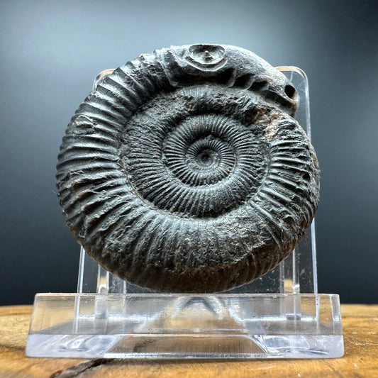 Snakestone Ammonite Fossil With Bag/Box And Stand - Whitby, North Yorkshire Jurassic Coast Yorkshire Fossils