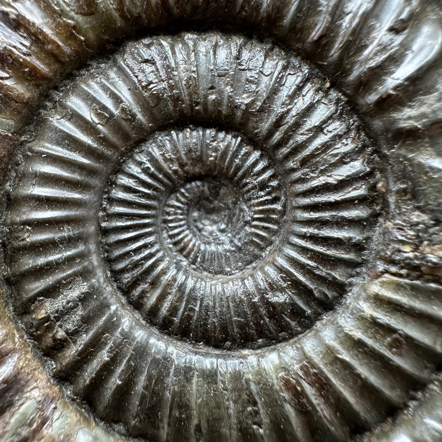Dactylioceras Ammonite Fossil With box and Stand - Whitby, North Yorkshire Jurassic Coast Yorkshire Fossils