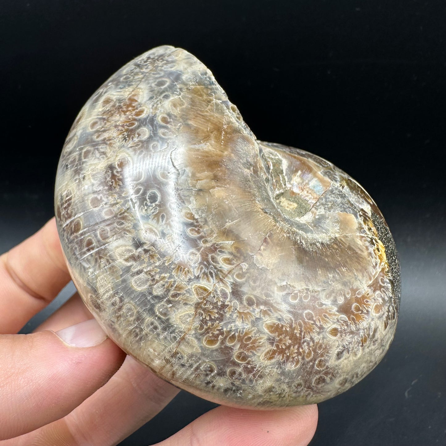 Phylloceras Ammonite Fossil With Box And Stand - Cretaceous Ammonite Madagascar