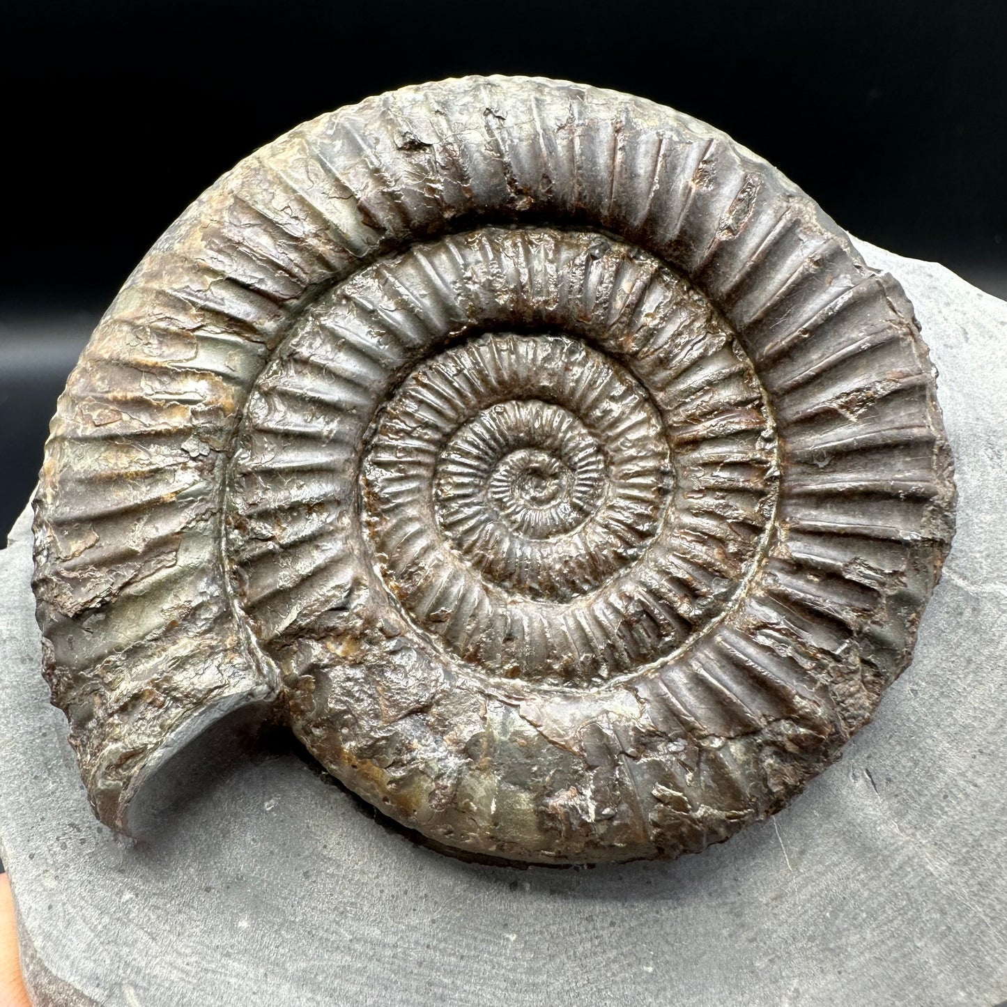 Dactylioceras Ammonite Fossil With Box And Stand - Whitby, North Yorkshire Jurassic Coast Yorkshire Fossils