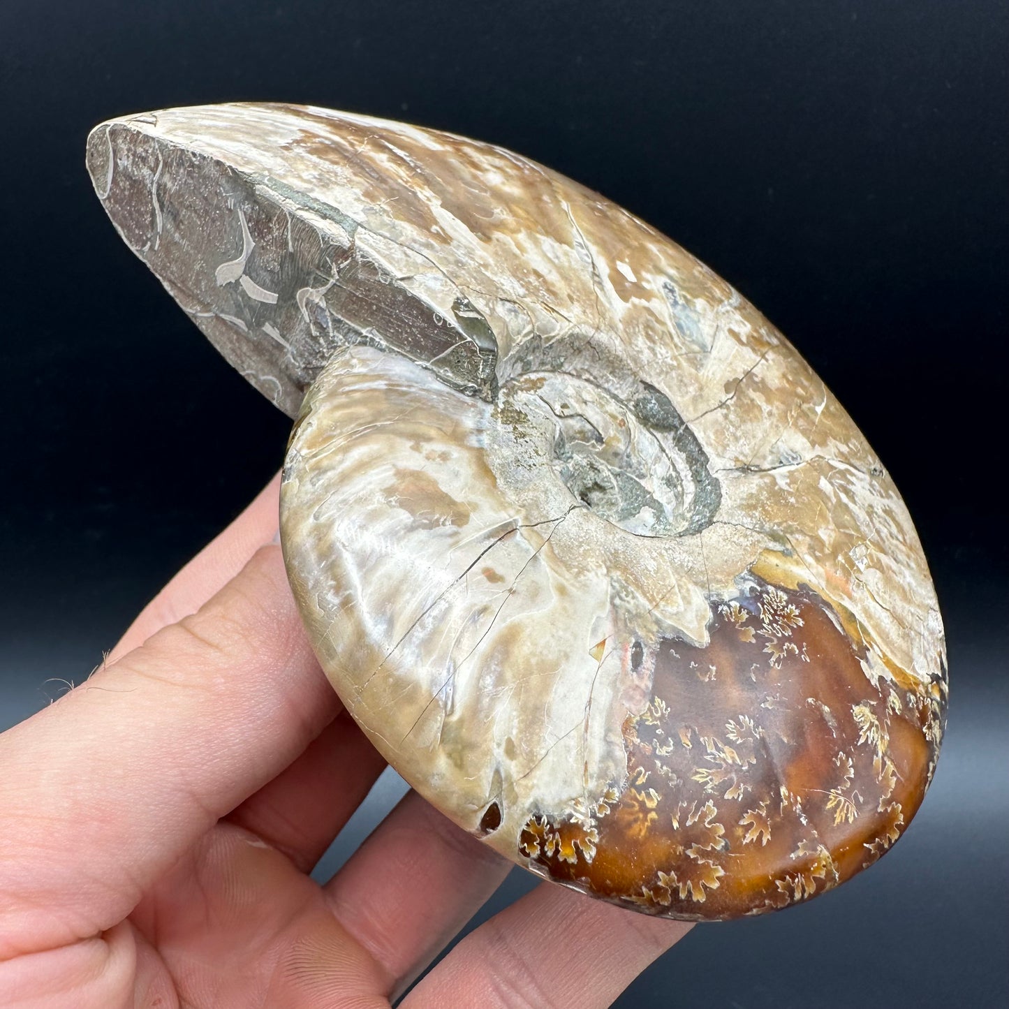 Cleoniceras Ammonite Fossil With Box And Stand - Cretaceous Ammonite Madagascar