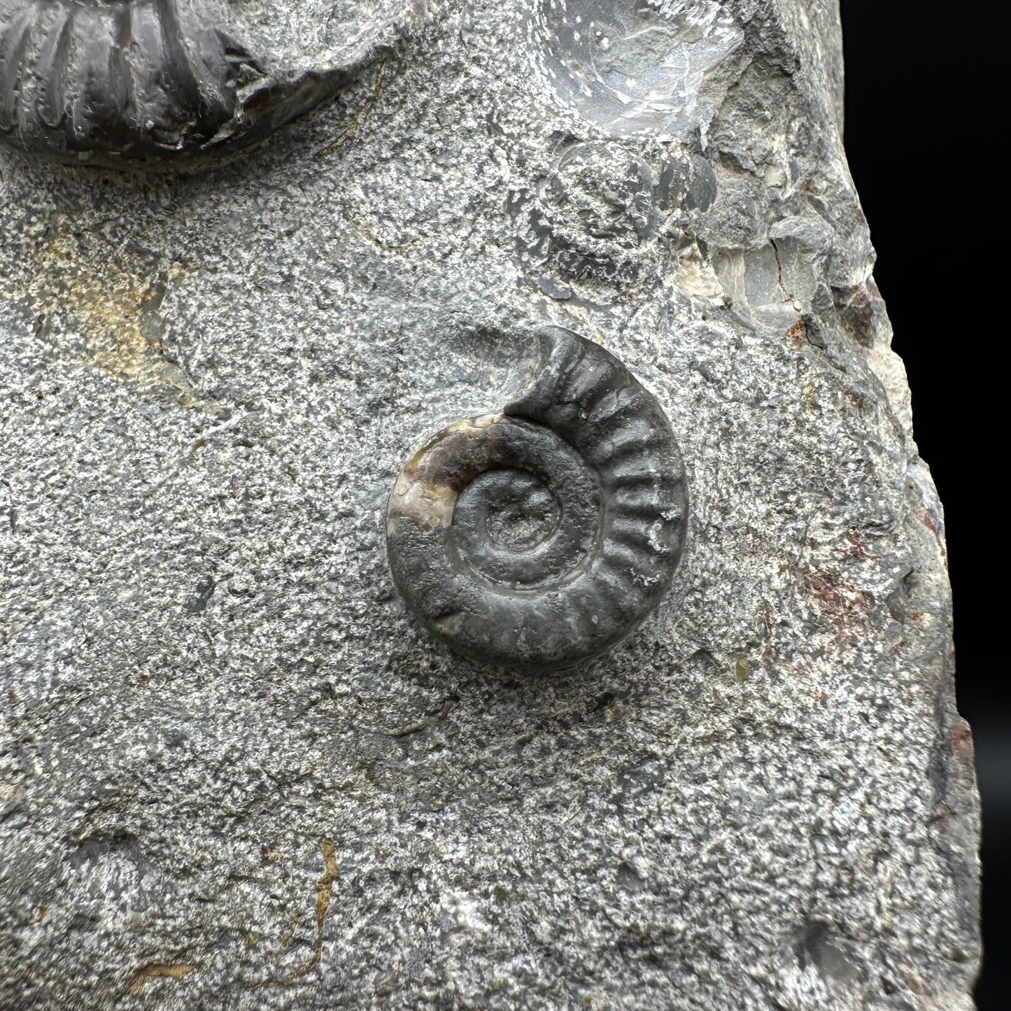 Arnioceras ammonite shell fossil with stand - Whitby, North Yorkshire Jurassic Coast Yorkshire Fossils