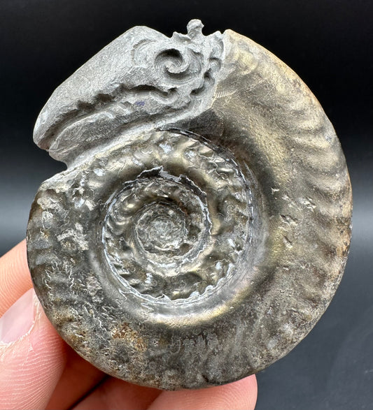 Snakestone Ammonite Fossil With Bag/Box And Stand - Whitby, North Yorkshire Jurassic Coast Yorkshire Fossils