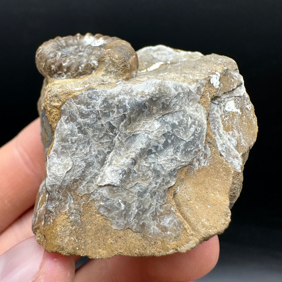 Androgynoceras capricornus Ammonite Fossil With Stand - Whitby, North Yorkshire Jurassic Coast Yorkshire Fossils