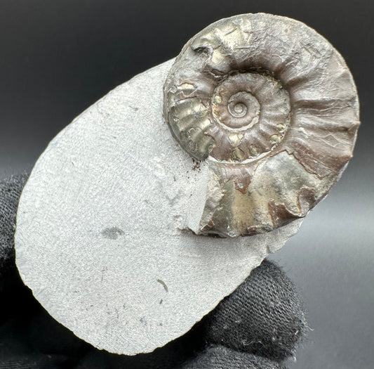 Agassiceras shell fossil with box and stand - Whitby, North Yorkshire Jurassic Coast Yorkshire Fossils