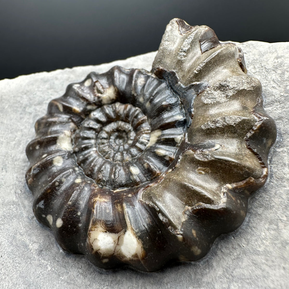 Androgynoceras maculatum ammonite fossil with stand - Whitby, North Yorkshire Jurassic Coast Yorkshire Fossils