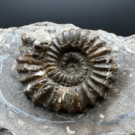 Androgynoceras capricornus Ammonite Fossil With Stand - Whitby, North Yorkshire Jurassic Coast Yorkshire Fossils
