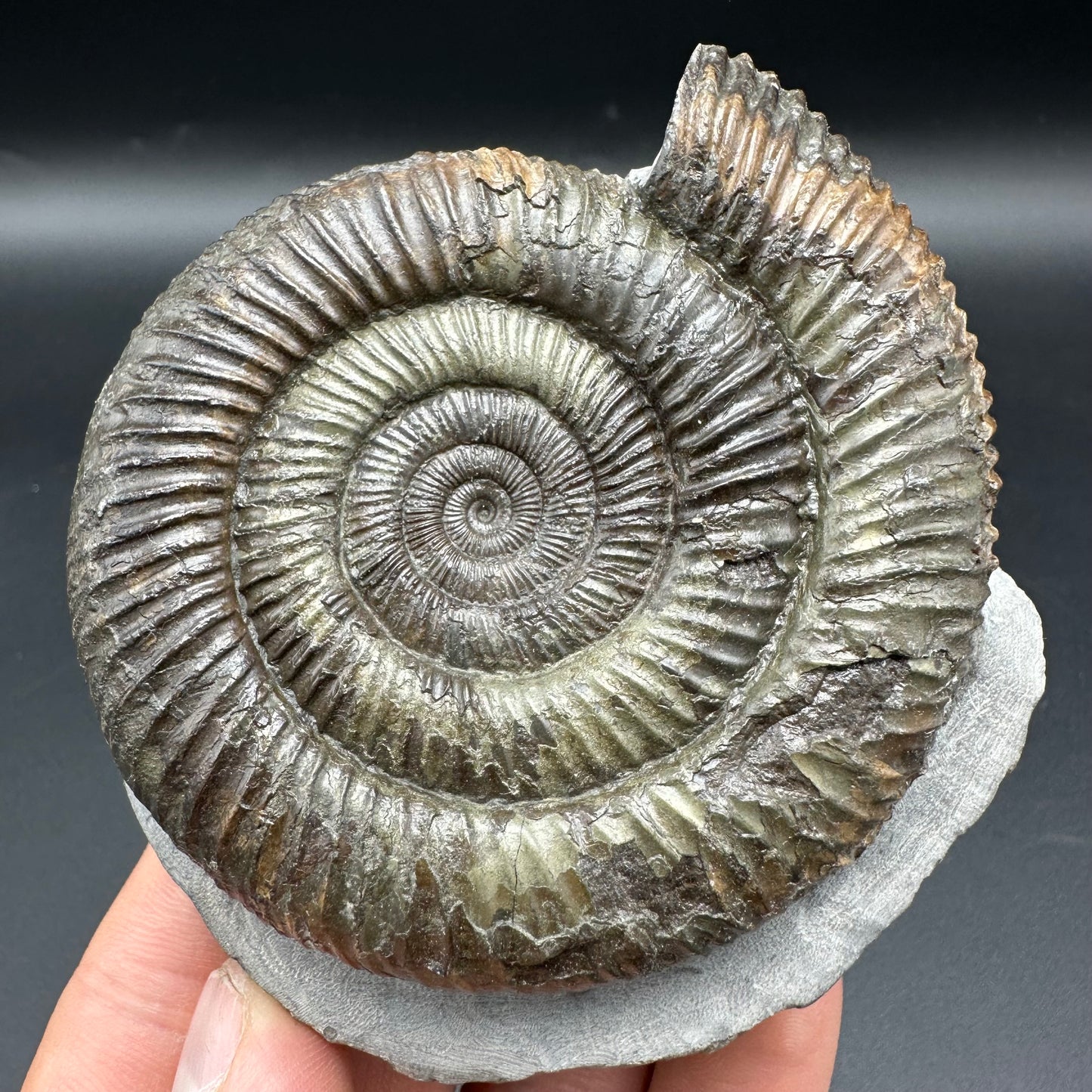 Dactylioceras Ammonite Fossil With Box And Stand - Whitby, North Yorkshire Jurassic Coast Yorkshire Fossils