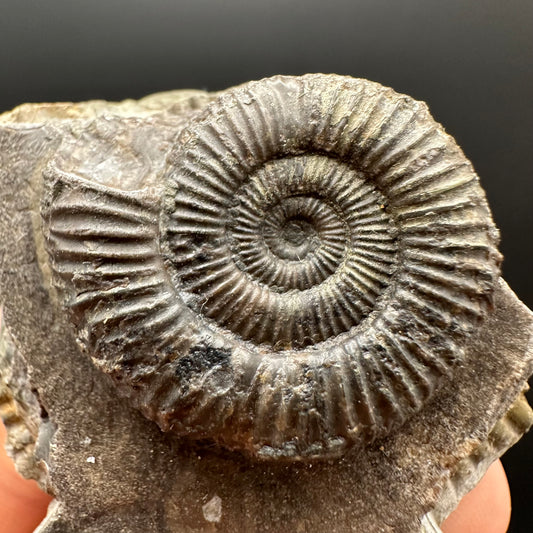 Dactylioceras Ammonite Fossil Gift Set - Whitby, North Yorkshire Jurassic Coast Yorkshire Fossils