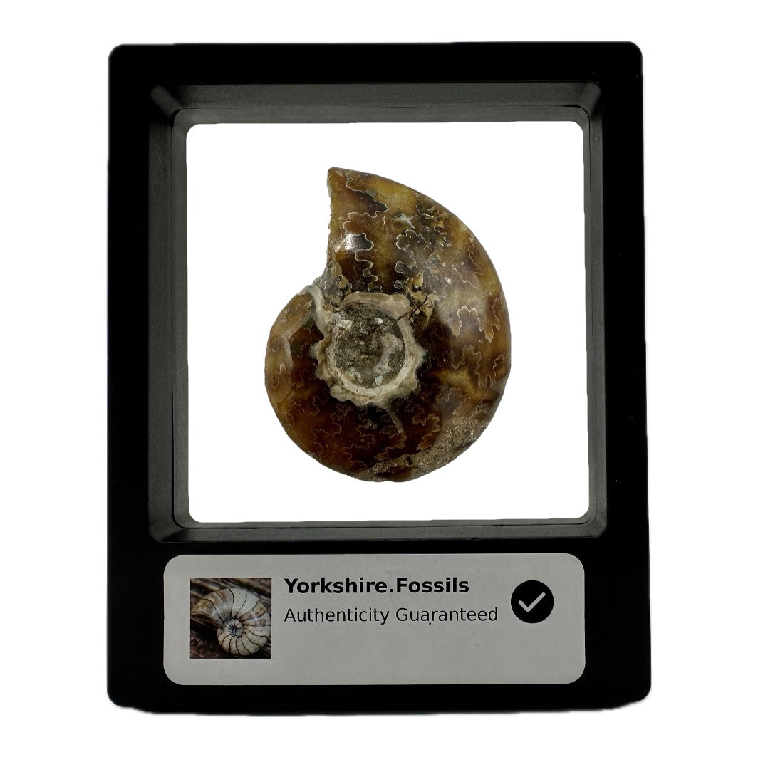 Polished Madagascan Ammonite Fossil With Box And Display Case - Cretaceous Ammonite Fossil