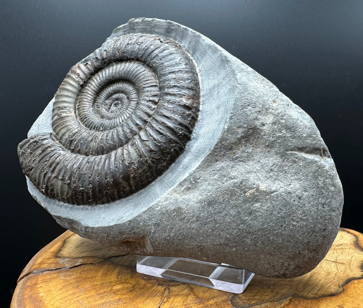Dactylioceras Ammonite Fossil With box and Stand - Whitby, North Yorkshire Jurassic Coast Yorkshire Fossils