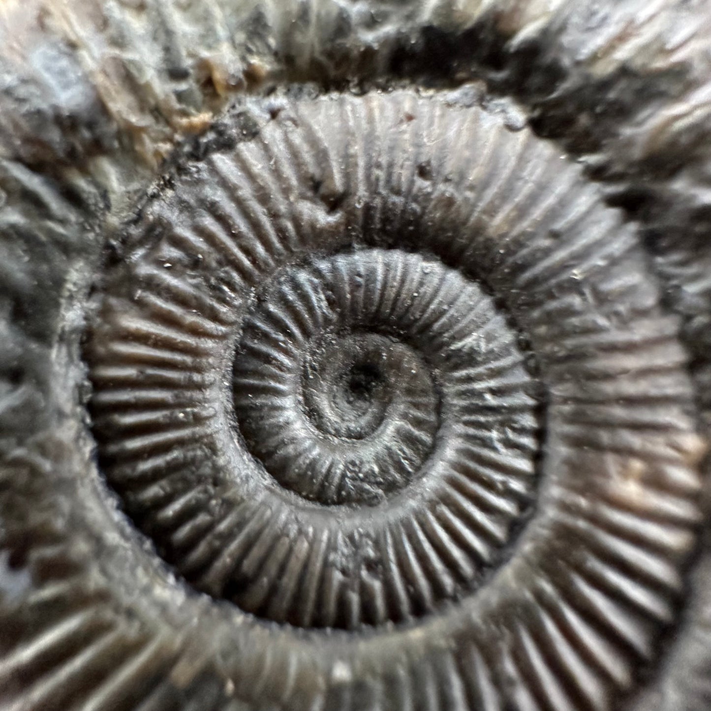 Dactylioceras Multi ammonite fossil with box and stand - Whitby, North Yorkshire Jurassic Coast, Yorkshire Fossils