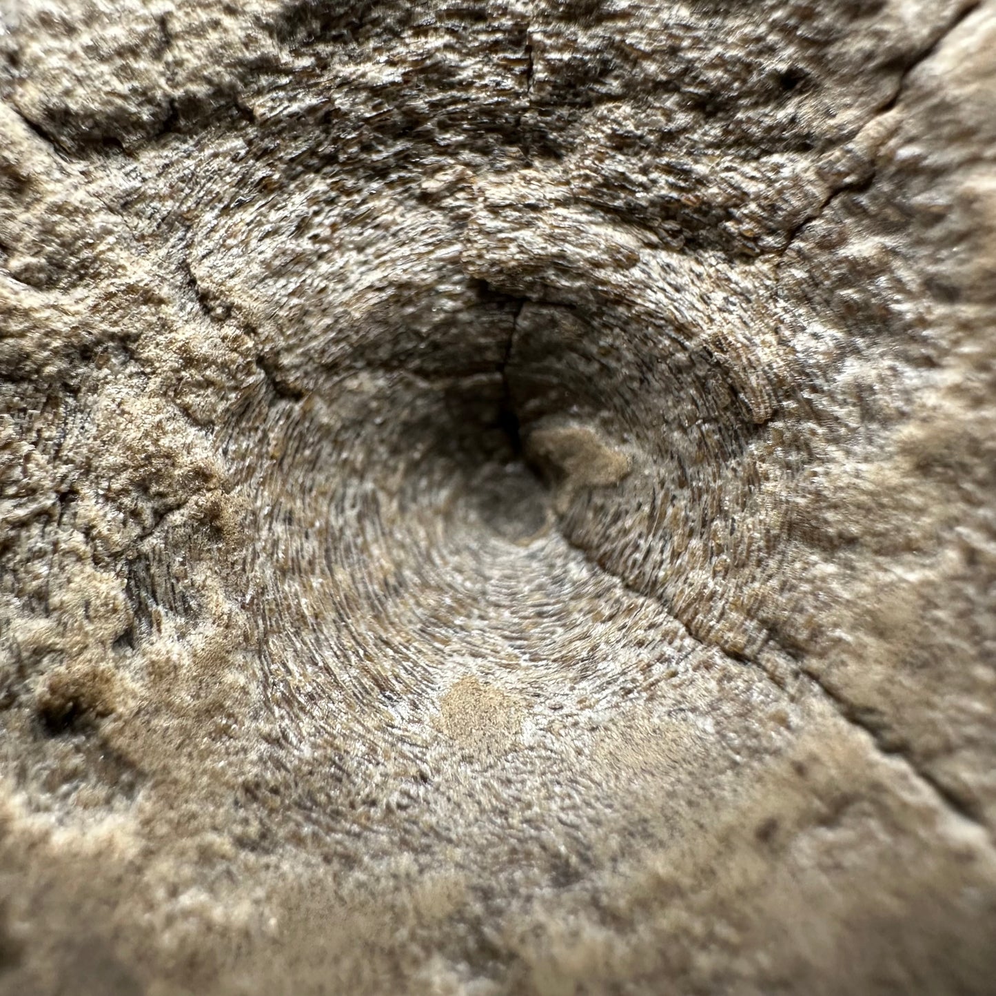 Ichthyosaur Vertebra fossil with box and stand - Whitby, North Yorkshire Jurassic Coast, Yorkshire fossils found on the Jurassic Coast