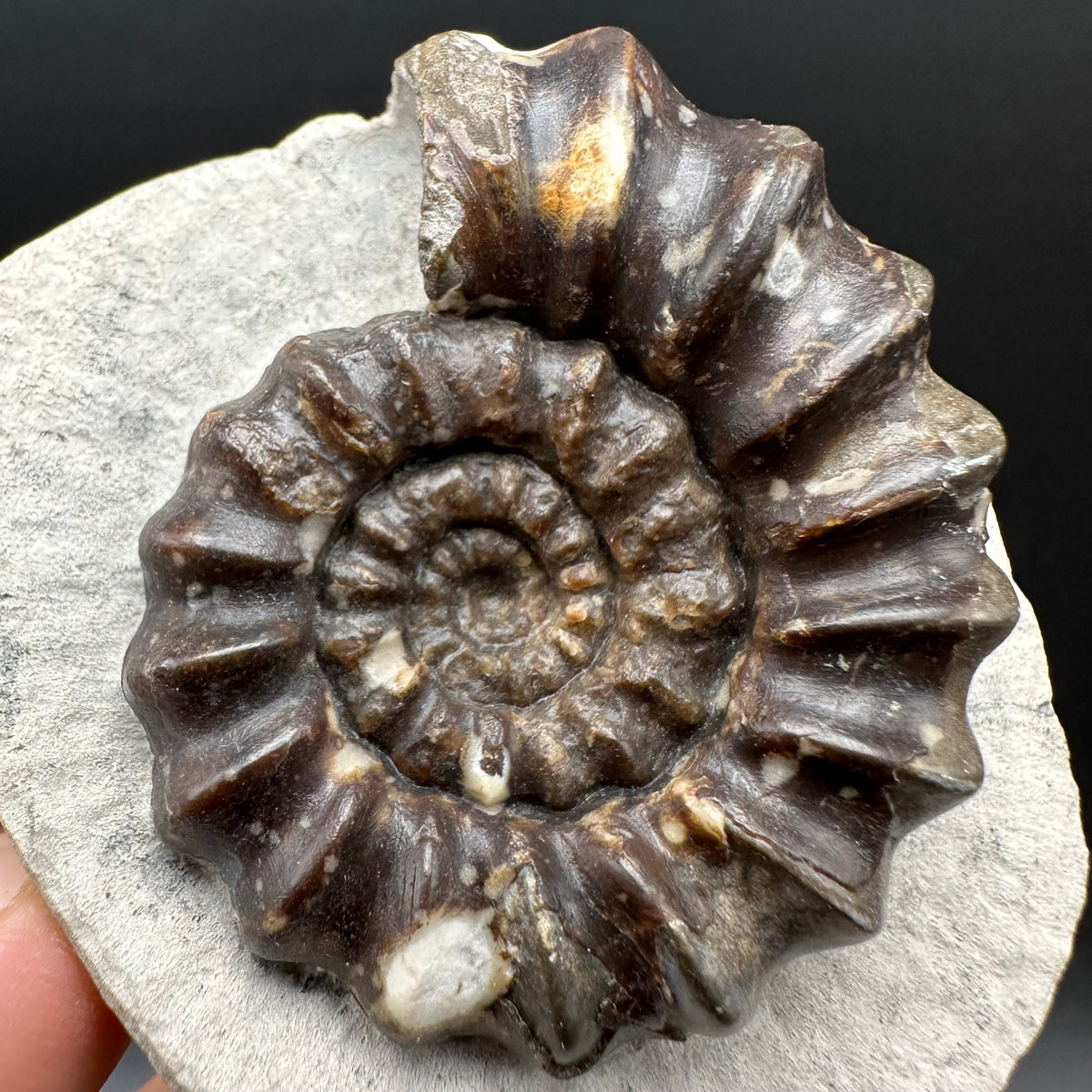 Androgynoceras maculatum ammonite fossil with box and stand - Whitby, North Yorkshire Jurassic Coast Yorkshire Fossils