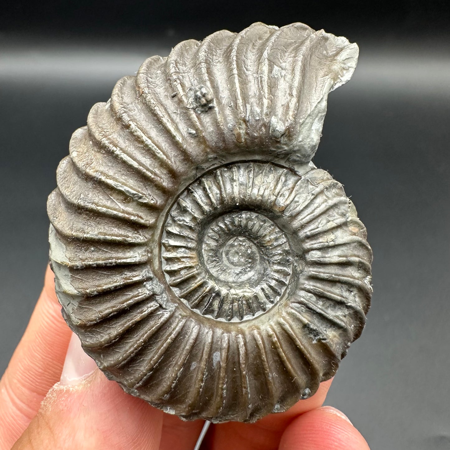 Schlothemia sp. ammonite fossil with box and stand - Whitby, North Yorkshire Jurassic Coast, Yorkshire fossils