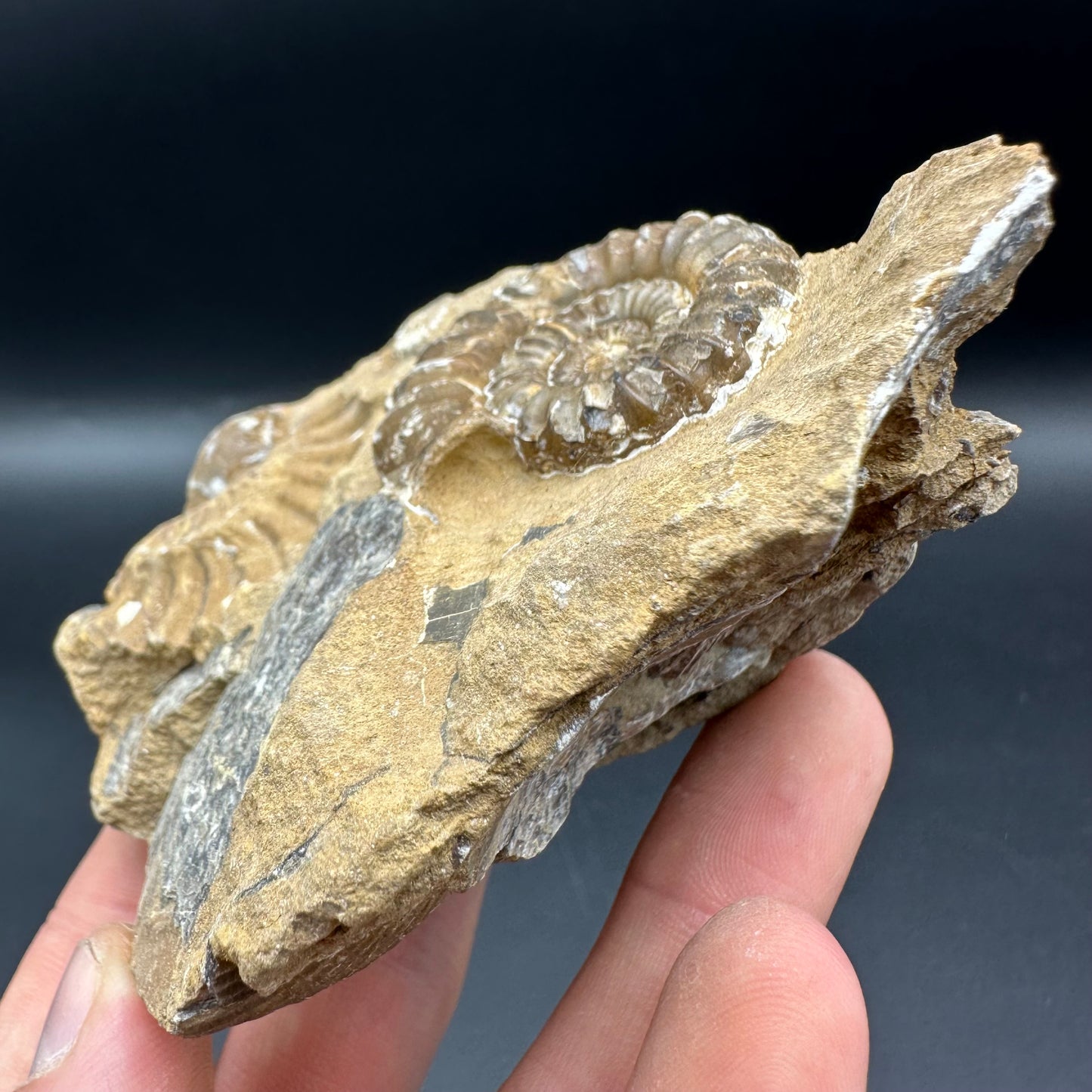 Androgynoceras Capricornus ammonite fossil with box and stand - Whitby, North Yorkshire Jurassic Coast Yorkshire Fossils