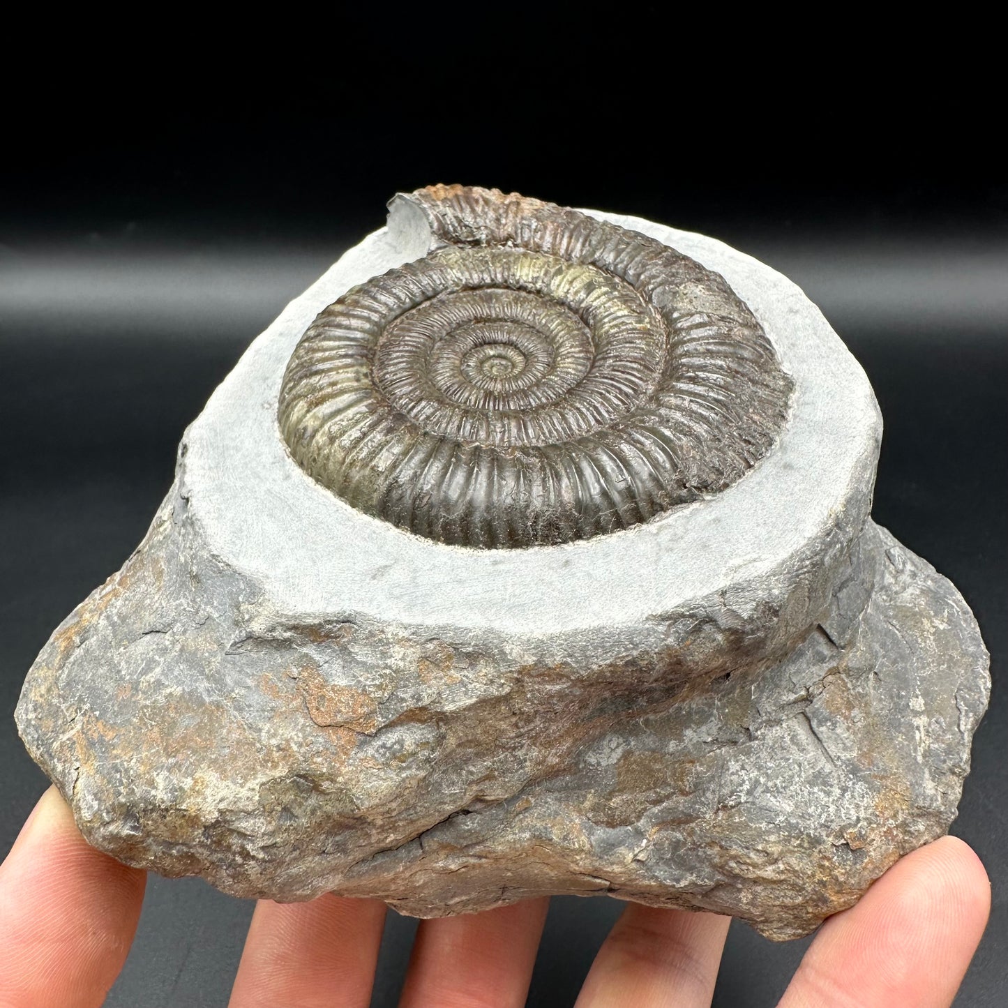 Dactylioceras Ammonite Fossil - Whitby, North Yorkshire Jurassic Coast Yorkshire Fossils