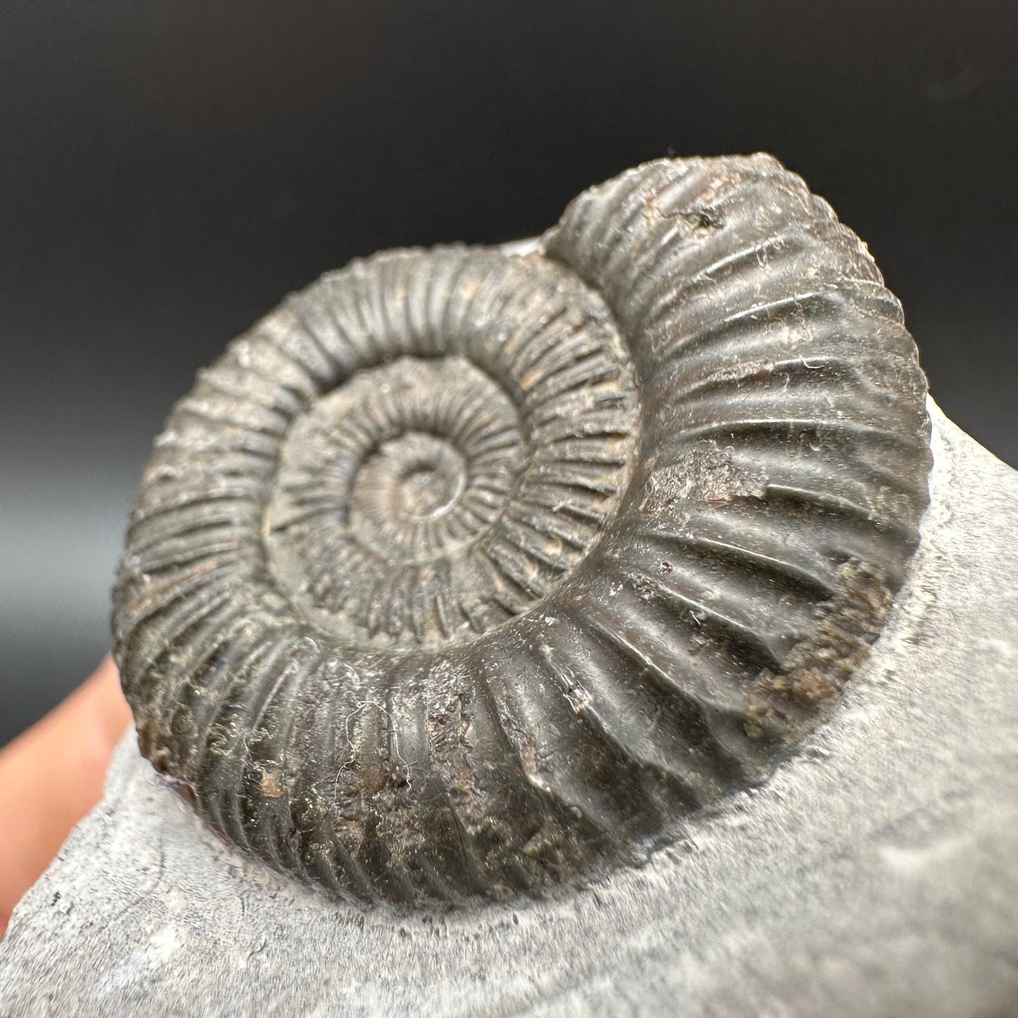 Dactylioceras Ammonite Fossil With Box And Stand - Whitby, North Yorkshire Jurassic Coast Yorkshire Fossils