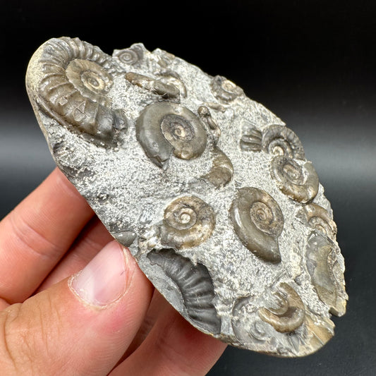 Arnioceras ammonite shell fossil with box and stand - Whitby, North Yorkshire Jurassic Coast Yorkshire Fossils