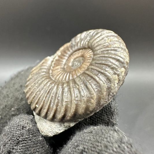 Schlothemia sp. ammonite fossil with box and stand - Whitby, North Yorkshire Jurassic Coast, Yorkshire fossils