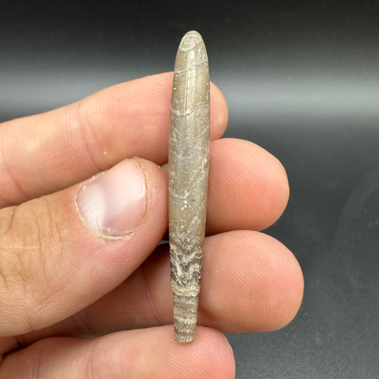 Hibolite (Fossil Squid) shell fossil with box and stand - Whitby, North Yorkshire Jurassic Coast Yorkshire Fossils
