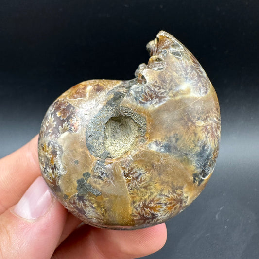 Phylloceras Ammonite Fossil With Box And Stand - Cretaceous Ammonite Madagascar