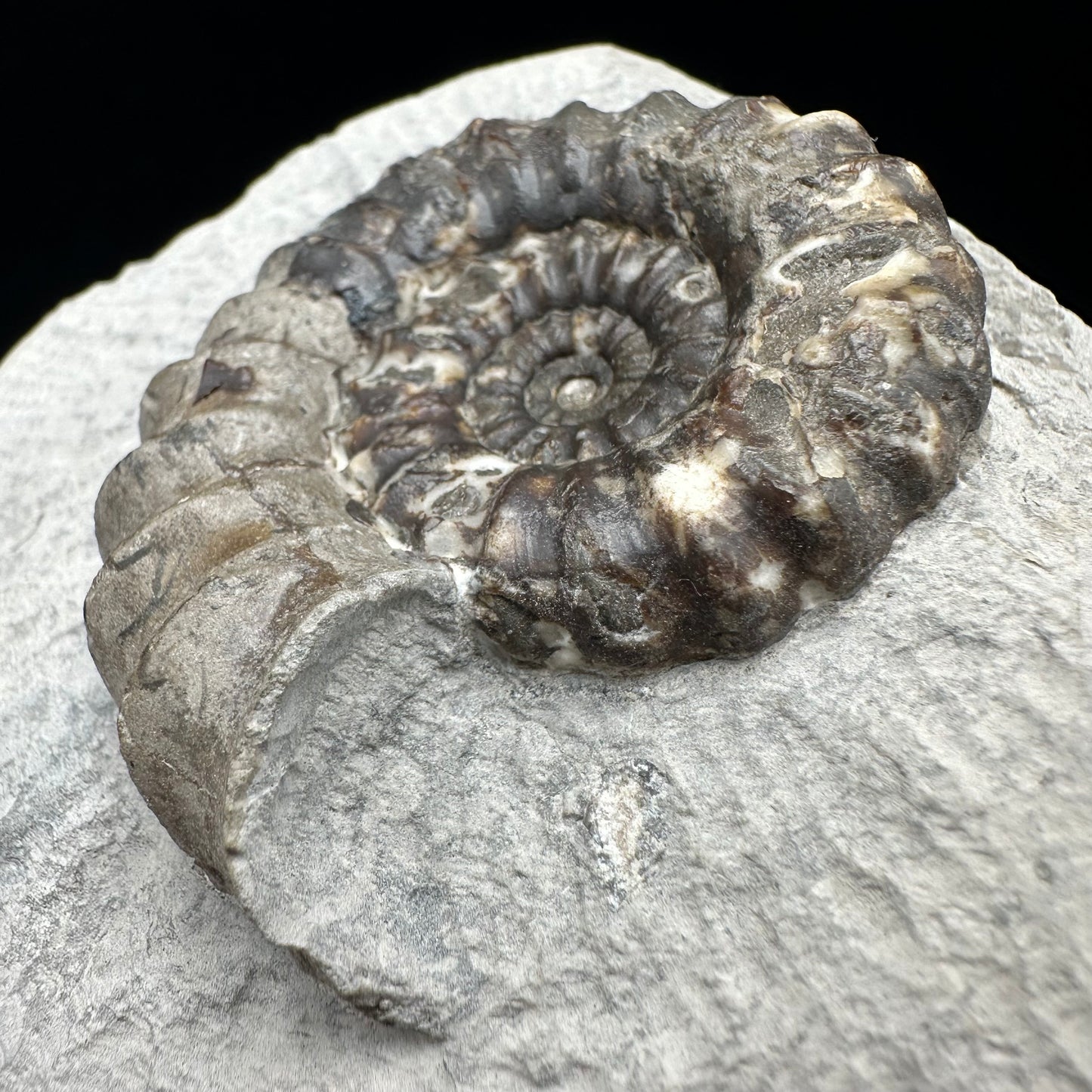 Androgynoceras maculatum Ammonite fossil with gift box and stand - Whitby, North Yorkshire Jurassic Coast Yorkshire Fossils