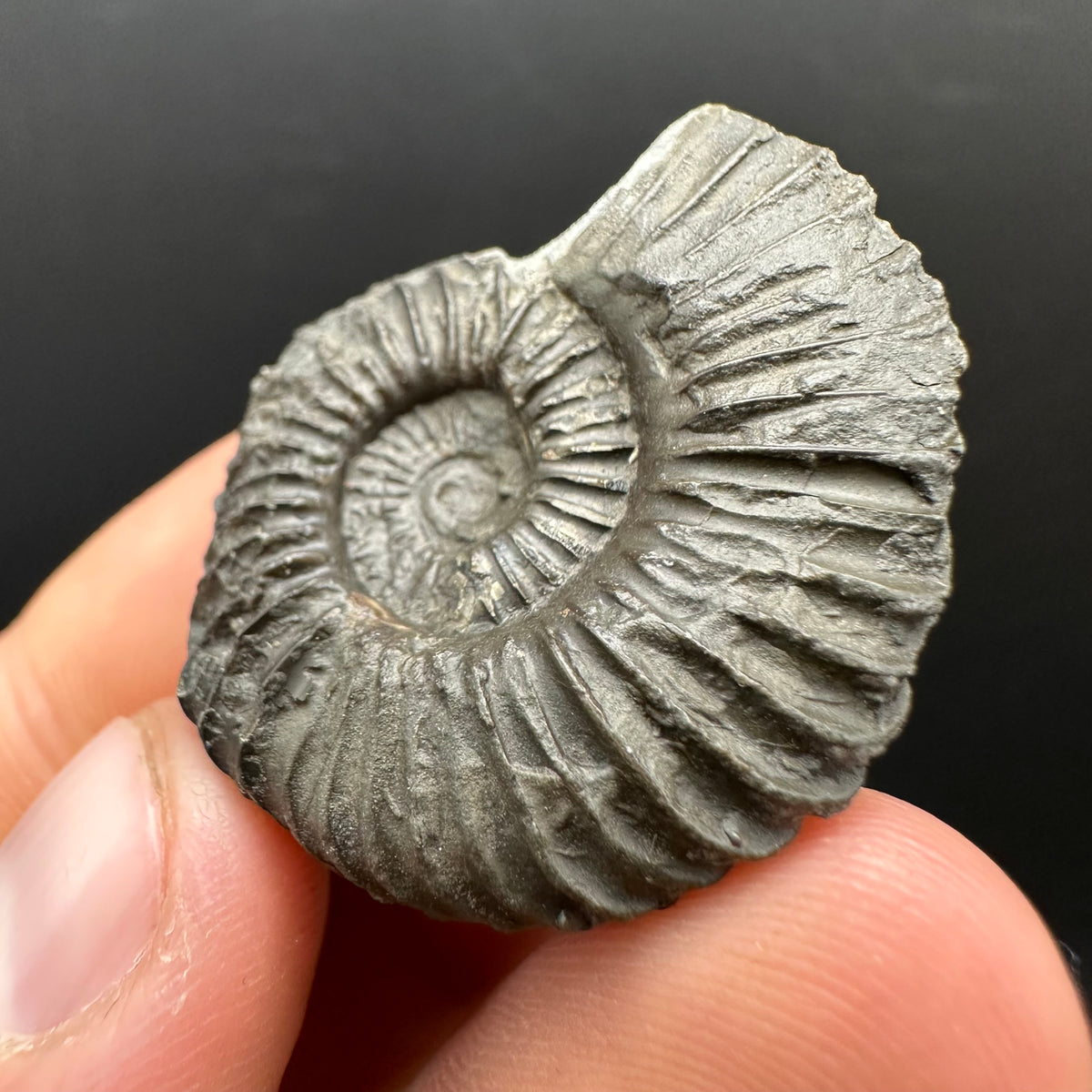 Schlothemia sp. ammonite fossil with box and stand - Whitby, North Yorkshire Jurassic Coast, Yorkshire fossils