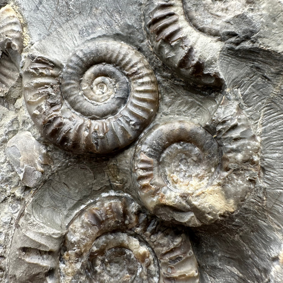 Arnioceras ammonite shell fossil with stand - Whitby, North Yorkshire Jurassic Coast Yorkshire Fossils