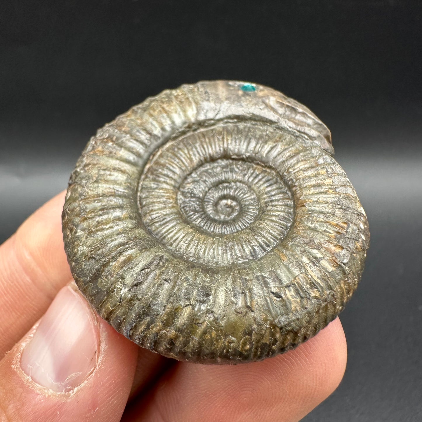 Snakestone Ammonite Fossil With Bag/Box And Stand - Whitby, North Yorkshire Jurassic Coast Yorkshire Fossils