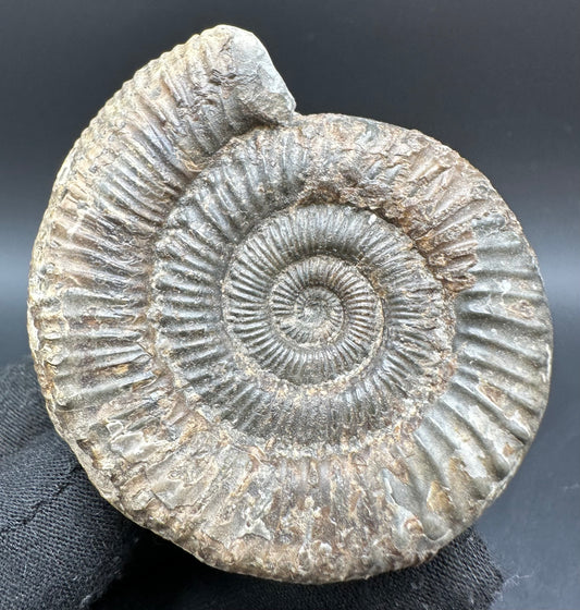 Peronoceras fibulatum Ammonite fossil with box and stand - Whitby, North Yorkshire Jurassic Coast Yorkshire Fossils