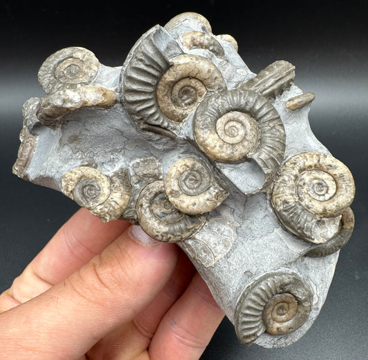 Arnioceras ammonite shell fossil with box and stand - Whitby, North Yorkshire Jurassic Coast Yorkshire Fossils