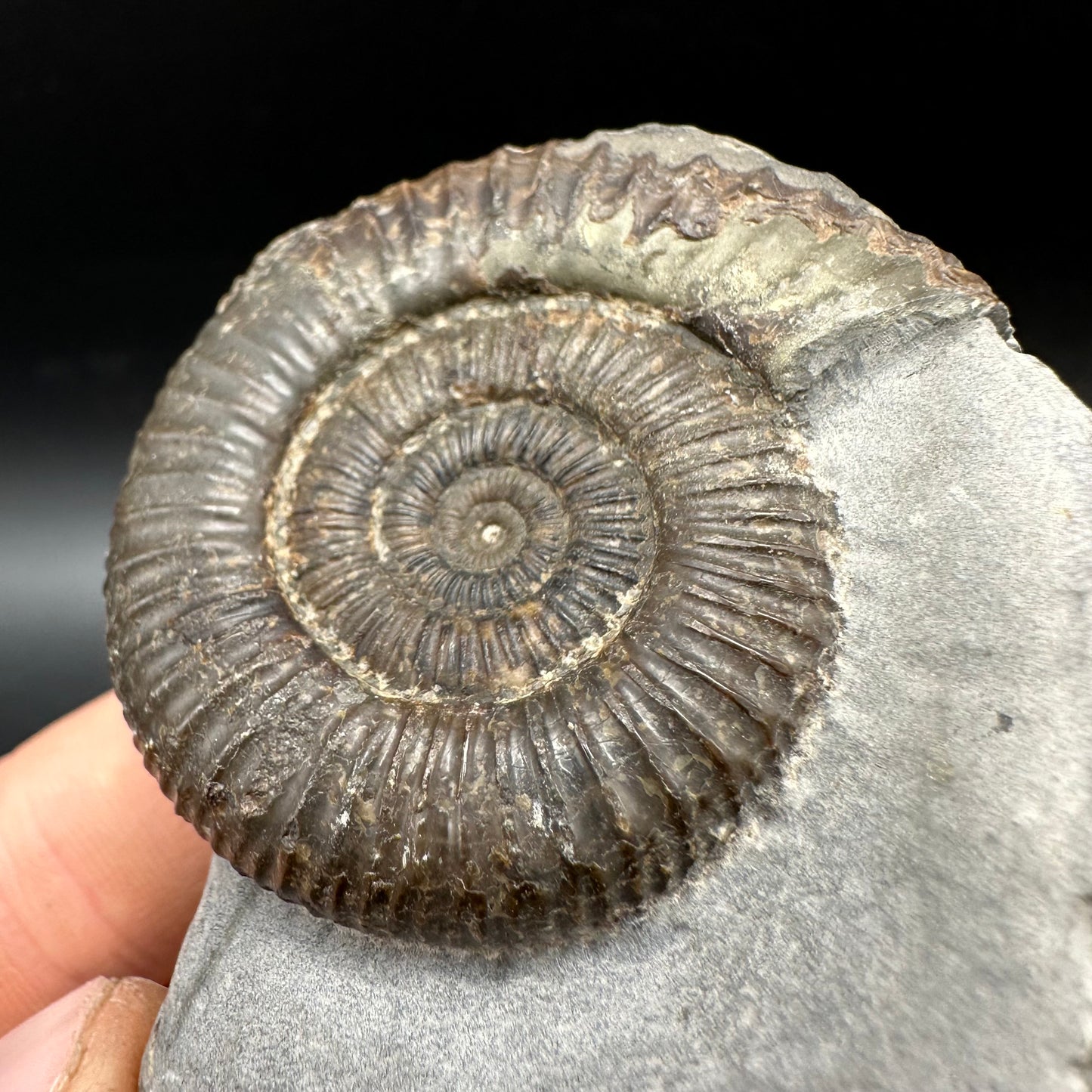 Dactylioceras Ammonite Fossil With box and Stand - Whitby, North Yorkshire Jurassic Coast Yorkshire Fossils