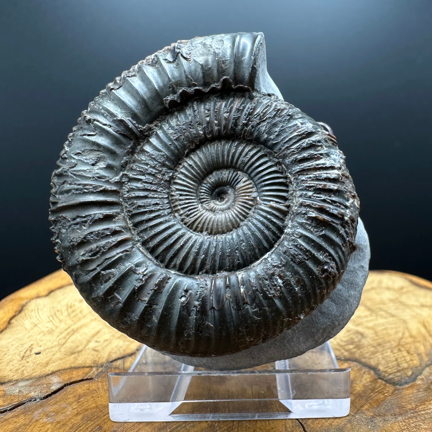 Dactylioceras Ammonite Fossil With box and Stand - Whitby, North Yorkshire Jurassic Coast Yorkshire Fossils